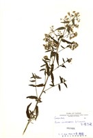 藏品(臺灣馬蘭)的圖片